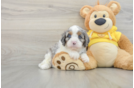 Cavapoo Puppy for Adoption