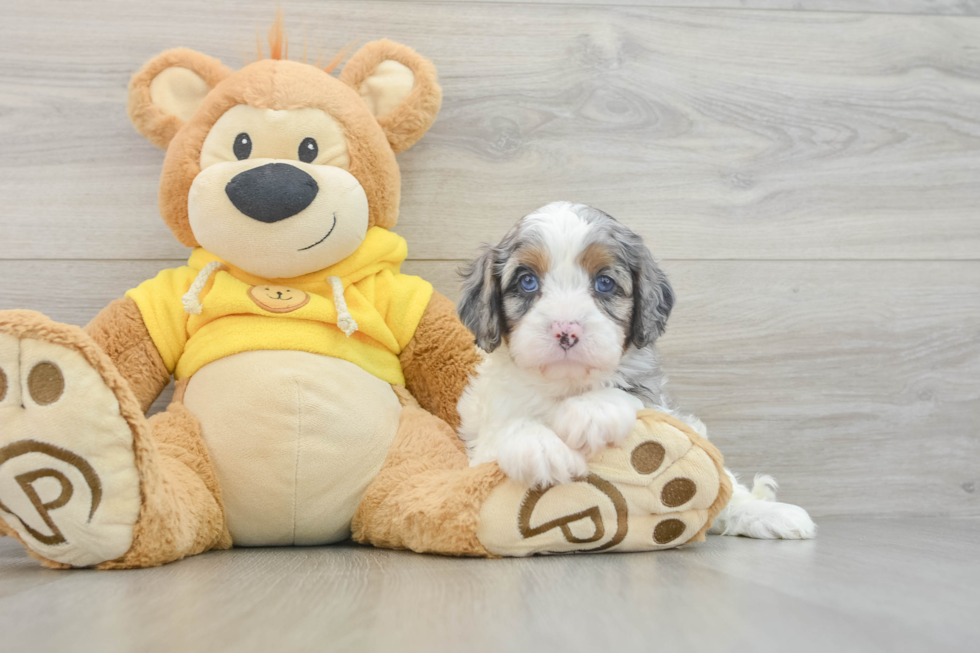 Happy Cavapoo Baby