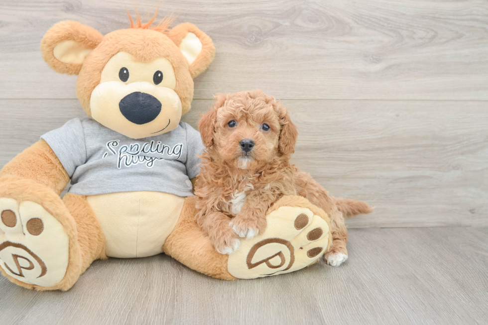 Small Cavapoo Baby