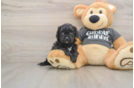 Cavapoo Puppy for Adoption