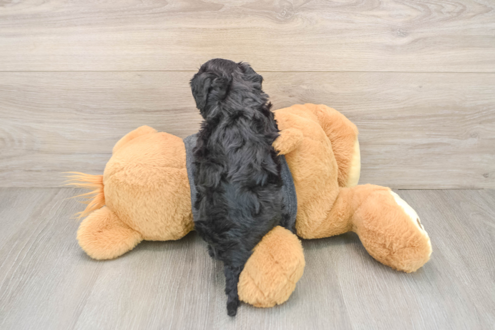 Energetic Cavoodle Poodle Mix Puppy