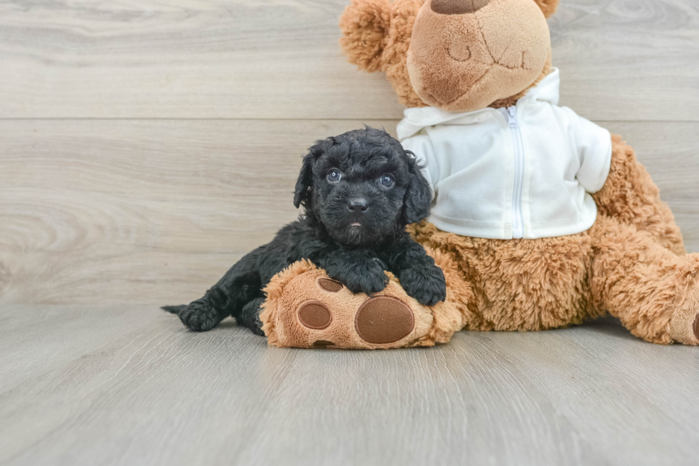 Cavapoo Puppy for Adoption