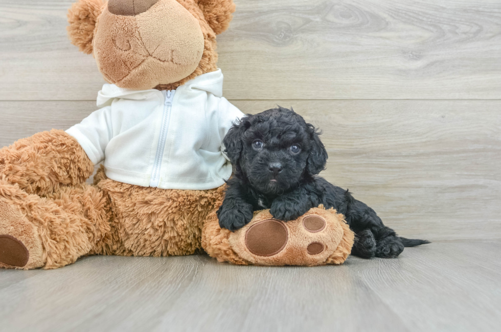 7 week old Cavapoo Puppy For Sale - Windy City Pups