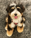 Cute Mini Bernedoodle Pup