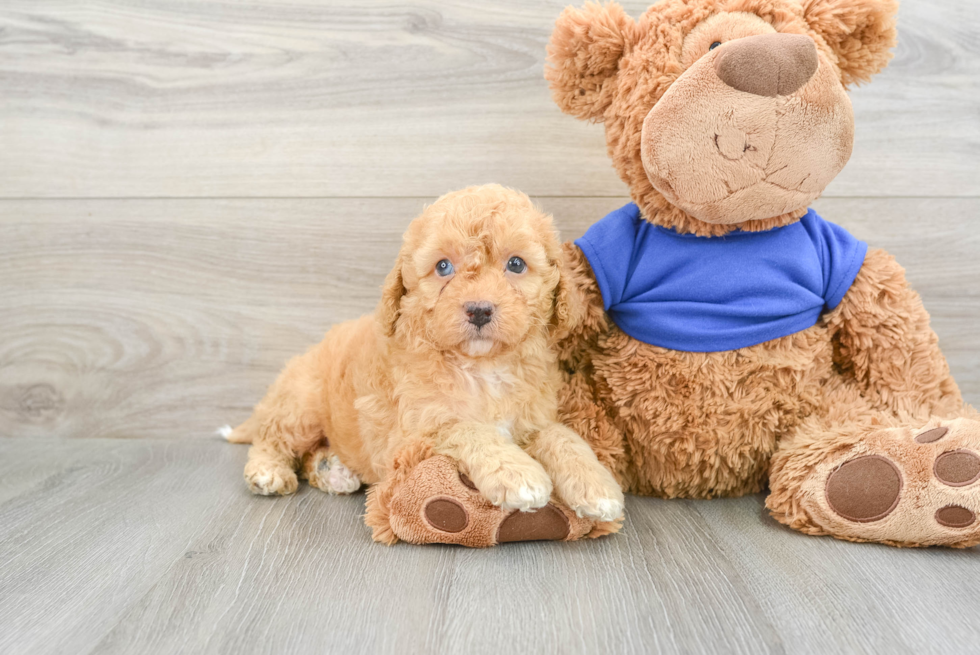 Cockapoo Pup Being Cute