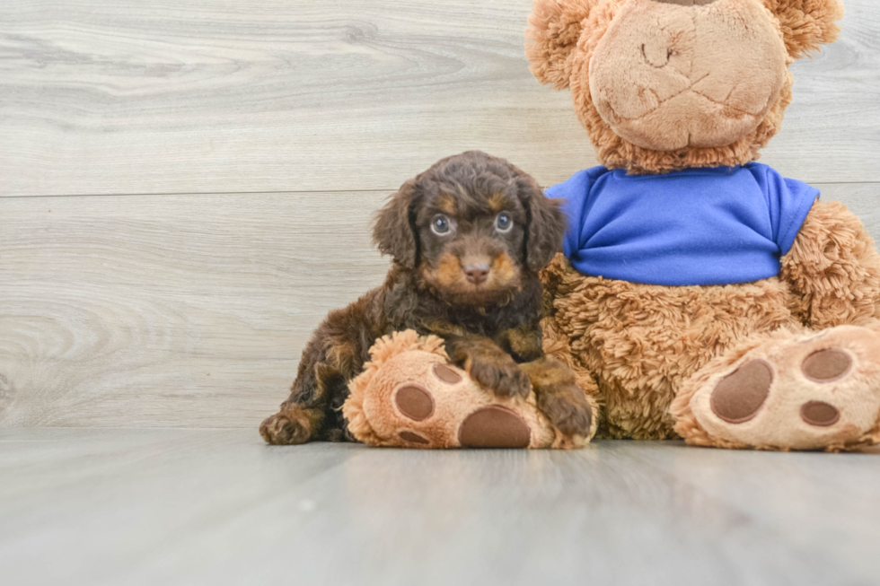 Popular Cockapoo Poodle Mix Pup