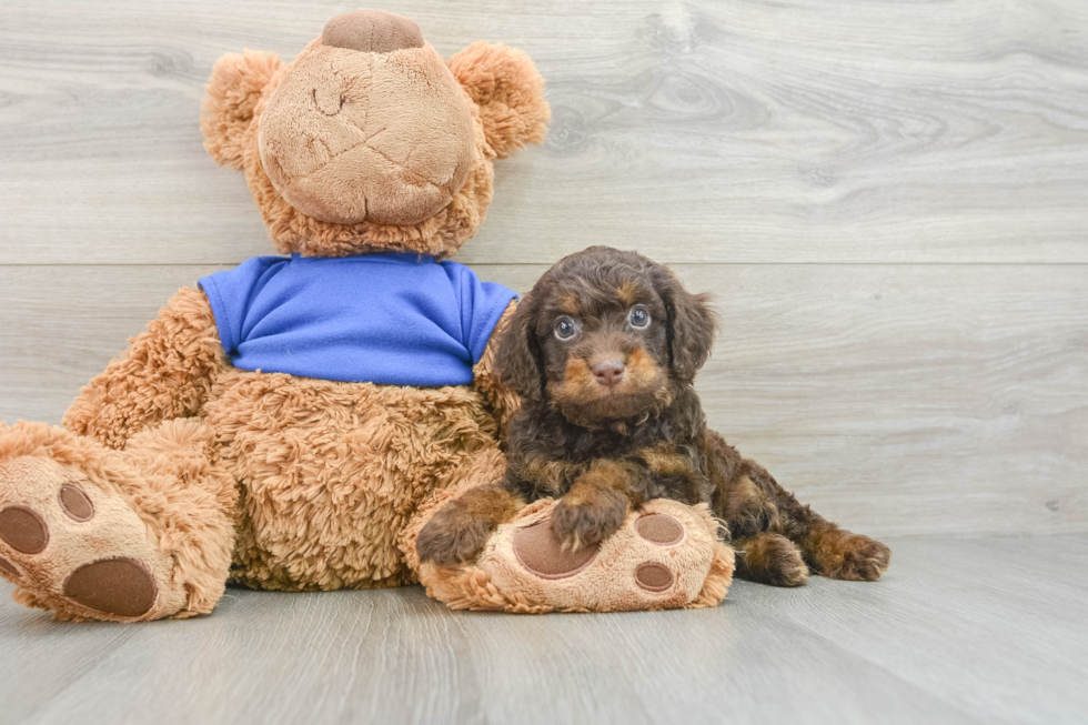 Cockapoo Pup Being Cute