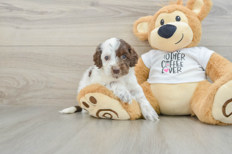 6 week old Cockapoo Puppy For Sale - Windy City Pups