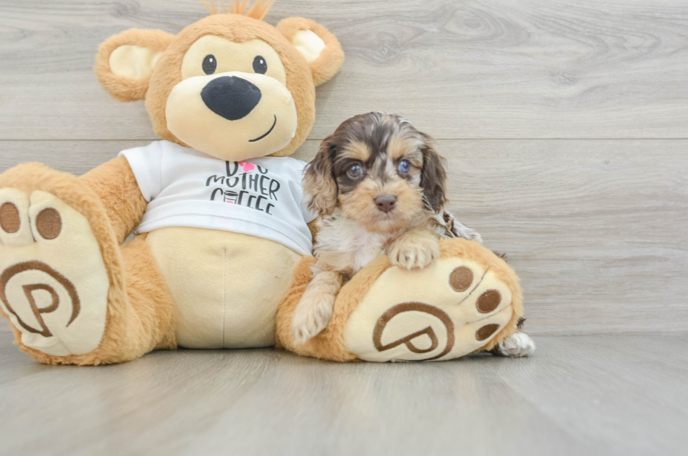 5 week old Cockapoo Puppy For Sale - Windy City Pups