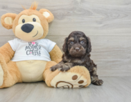 8 week old Cockapoo Puppy For Sale - Windy City Pups