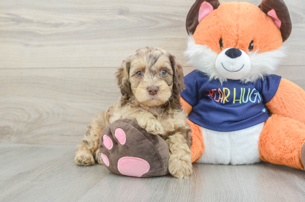 5 week old Cockapoo Puppy For Sale - Windy City Pups