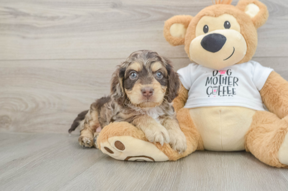 5 week old Cockapoo Puppy For Sale - Windy City Pups
