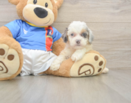 7 week old Cockapoo Puppy For Sale - Windy City Pups