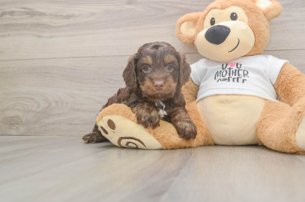 5 week old Cockapoo Puppy For Sale - Windy City Pups
