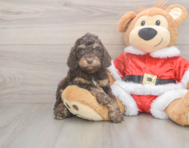 6 week old Cockapoo Puppy For Sale - Windy City Pups