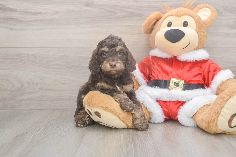 5 week old Cockapoo Puppy For Sale - Windy City Pups