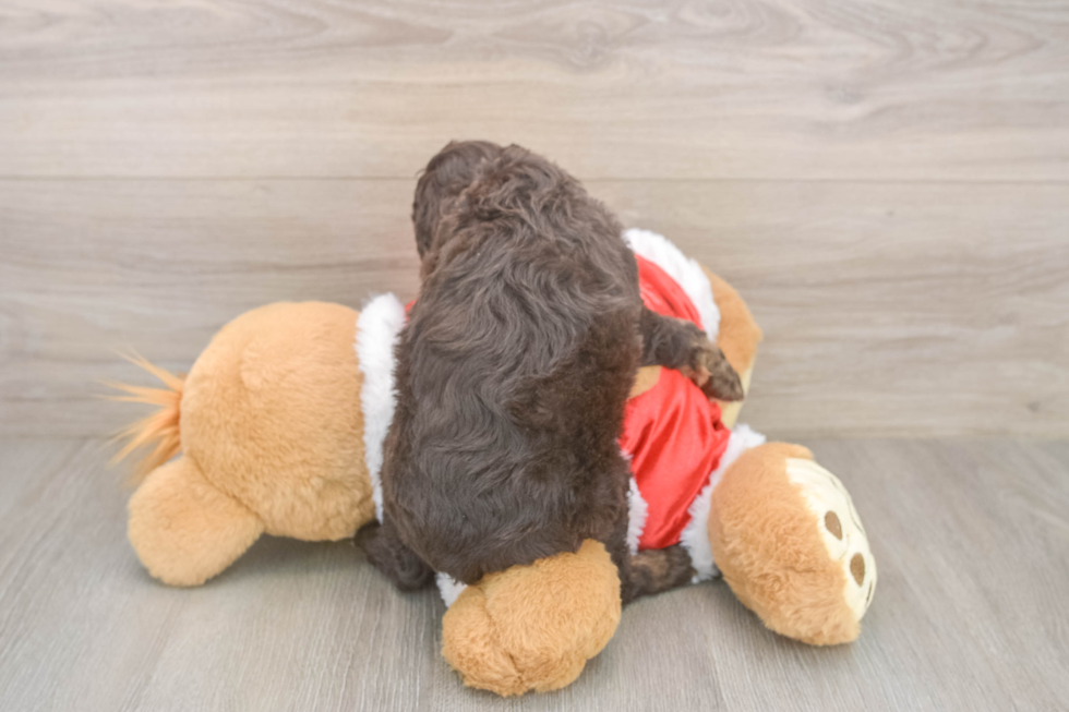 Petite Cockapoo Poodle Mix Pup