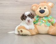 5 week old Cockapoo Puppy For Sale - Windy City Pups