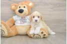 Popular Cockapoo Poodle Mix Pup