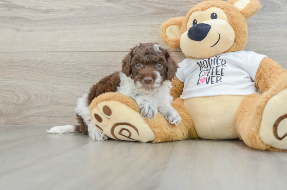 6 week old Cockapoo Puppy For Sale - Windy City Pups