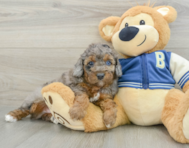 7 week old Cockapoo Puppy For Sale - Windy City Pups