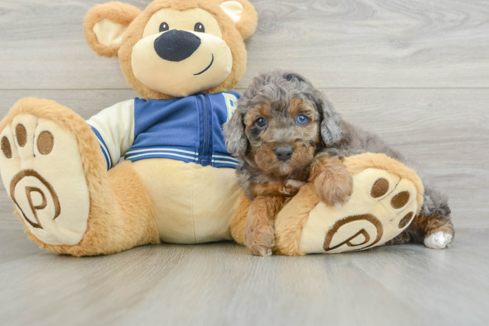 Sweet Cockapoo Baby