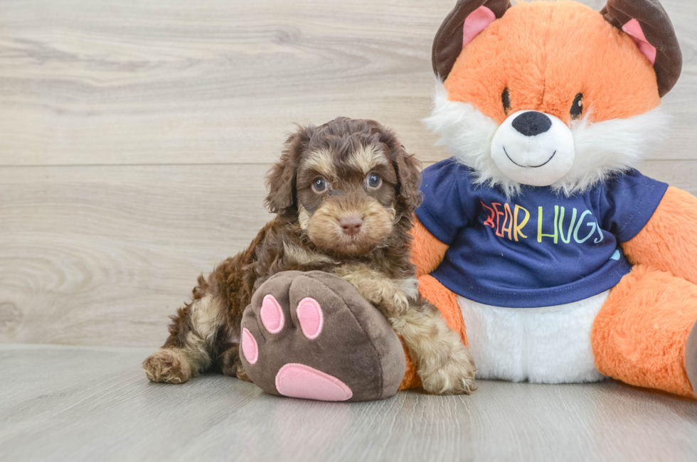 5 week old Cockapoo Puppy For Sale - Windy City Pups