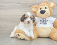 7 week old Cockapoo Puppy For Sale - Windy City Pups