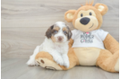 Cockapoo Pup Being Cute