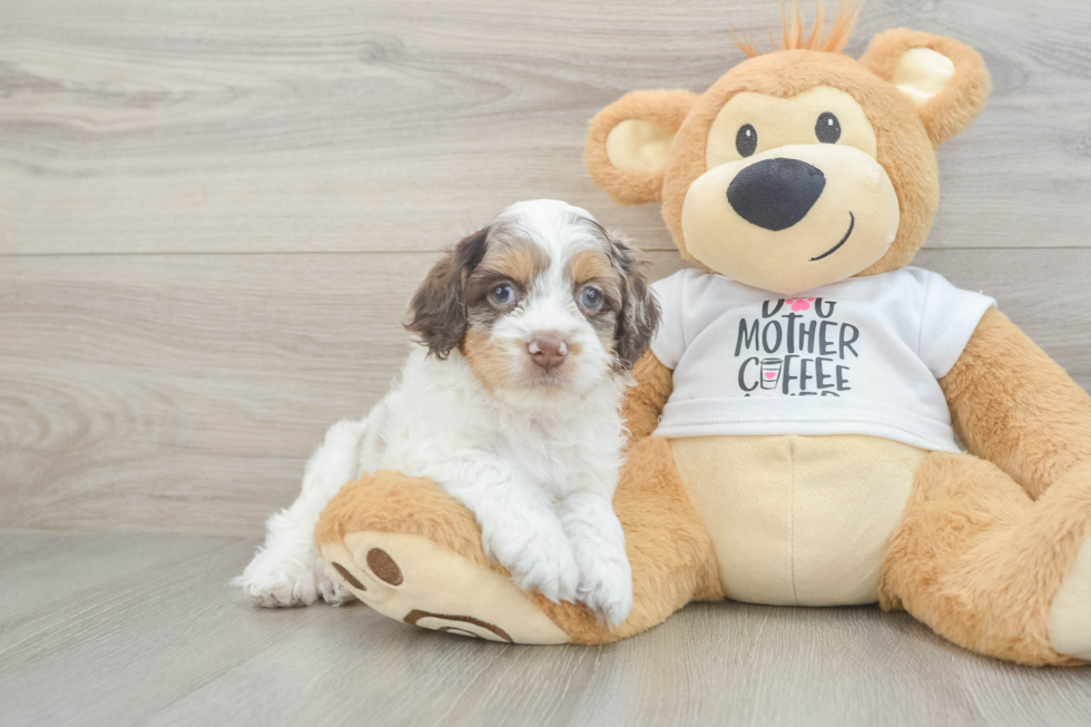 Cockapoo Pup Being Cute