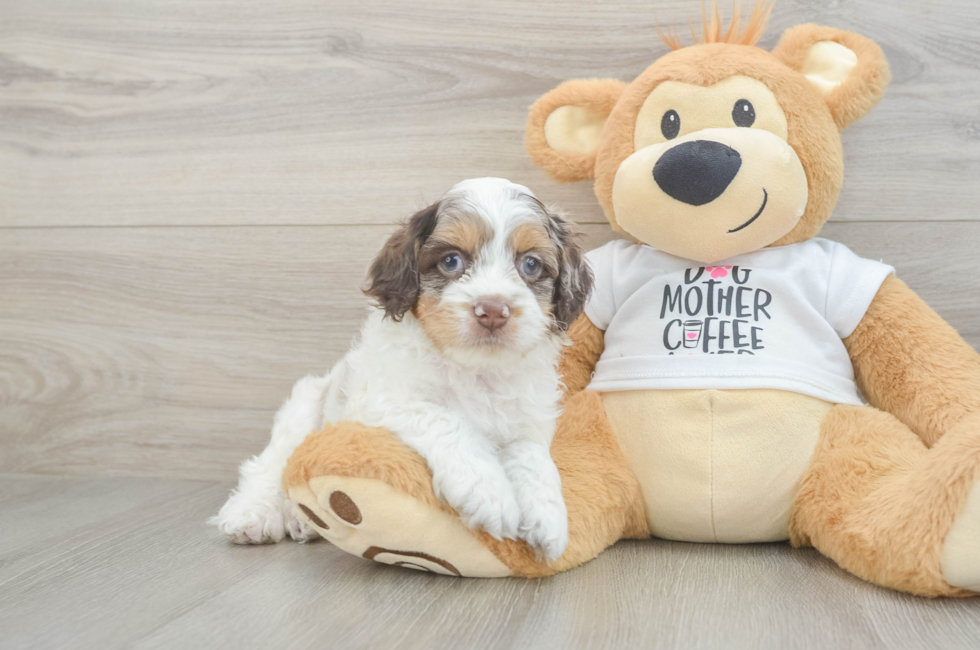 5 week old Cockapoo Puppy For Sale - Windy City Pups
