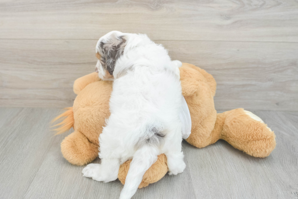 Cockapoo Puppy for Adoption