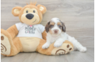 Smart Cockapoo Poodle Mix Pup