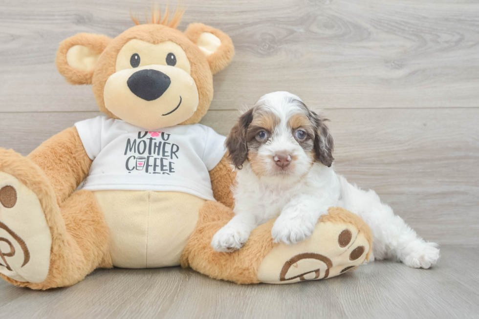 Smart Cockapoo Poodle Mix Pup