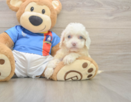 7 week old Cockapoo Puppy For Sale - Windy City Pups