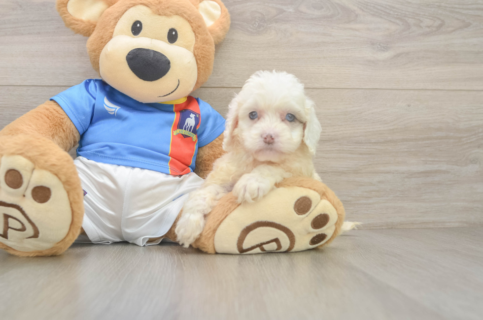 5 week old Cockapoo Puppy For Sale - Windy City Pups
