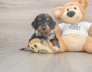 6 week old Cockapoo Puppy For Sale - Windy City Pups