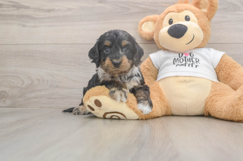 5 week old Cockapoo Puppy For Sale - Windy City Pups