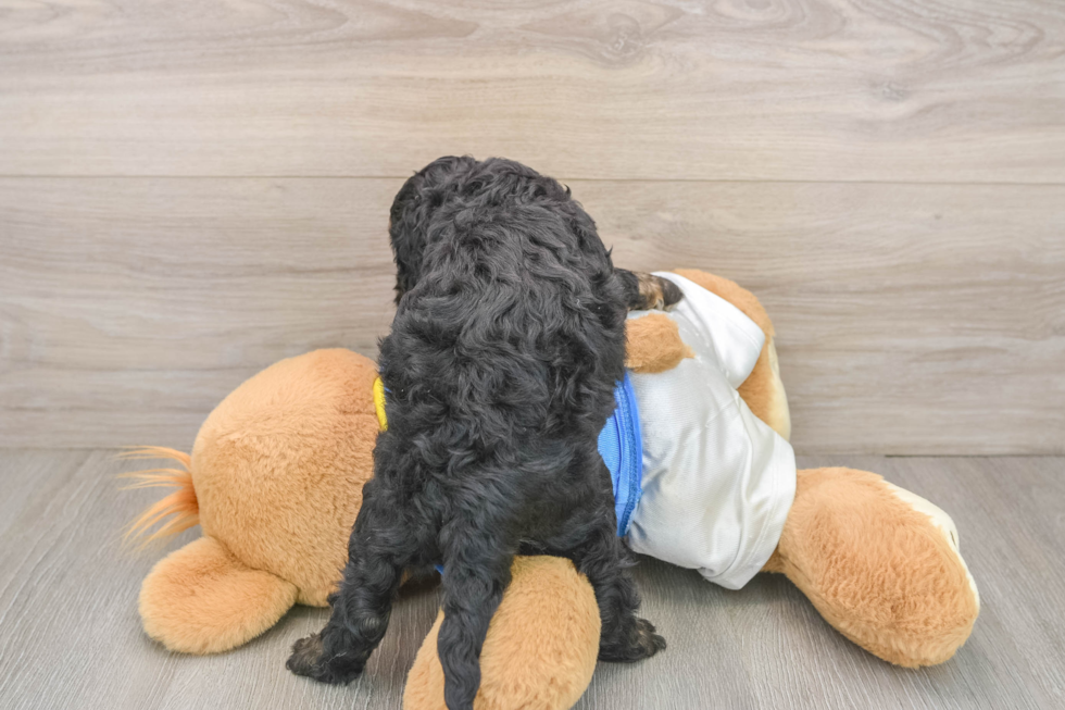 Adorable Cocker Doodle Poodle Mix Puppy