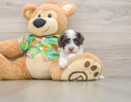 5 week old Cockapoo Puppy For Sale - Windy City Pups