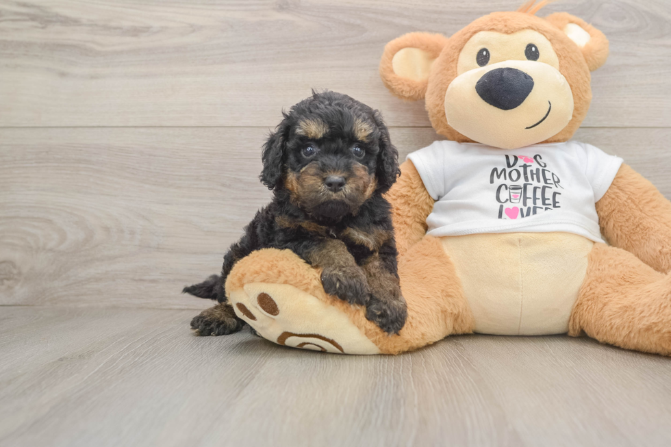 Best Cockapoo Baby
