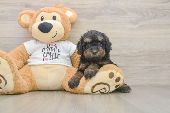 Popular Cockapoo Poodle Mix Pup