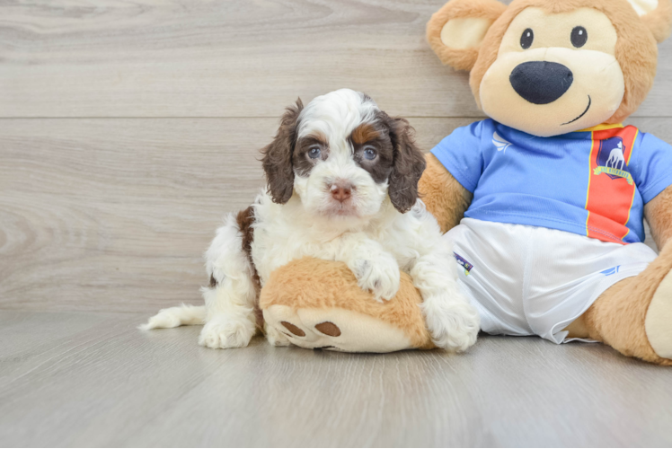 Cockapoo Puppy for Adoption