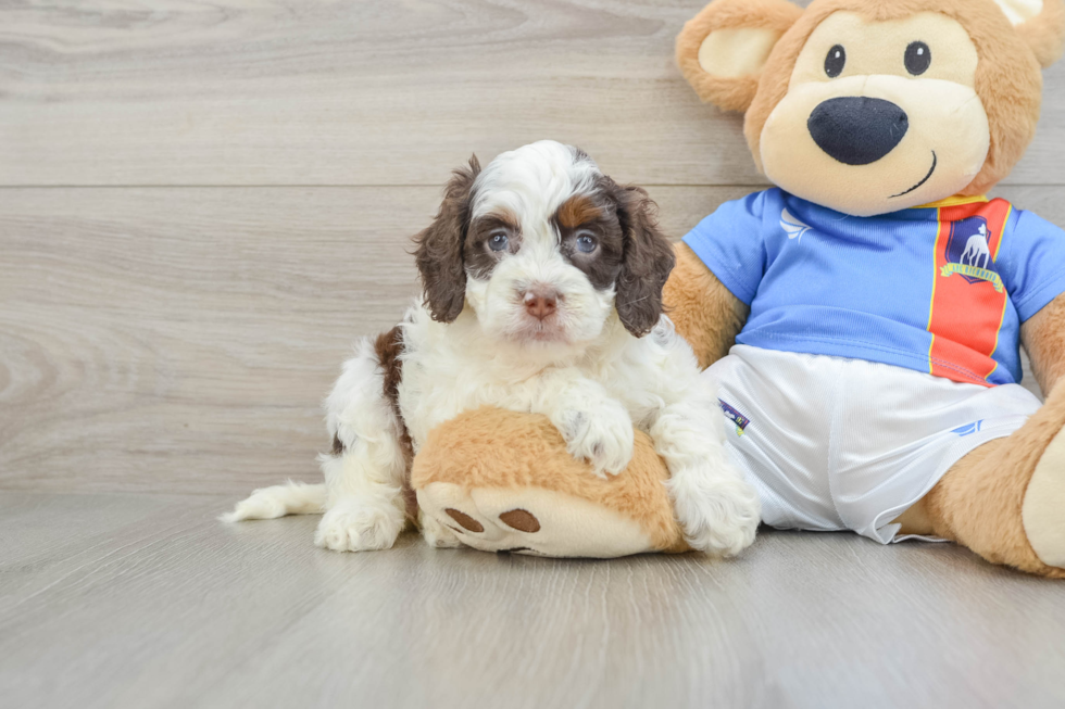 Cockapoo Puppy for Adoption