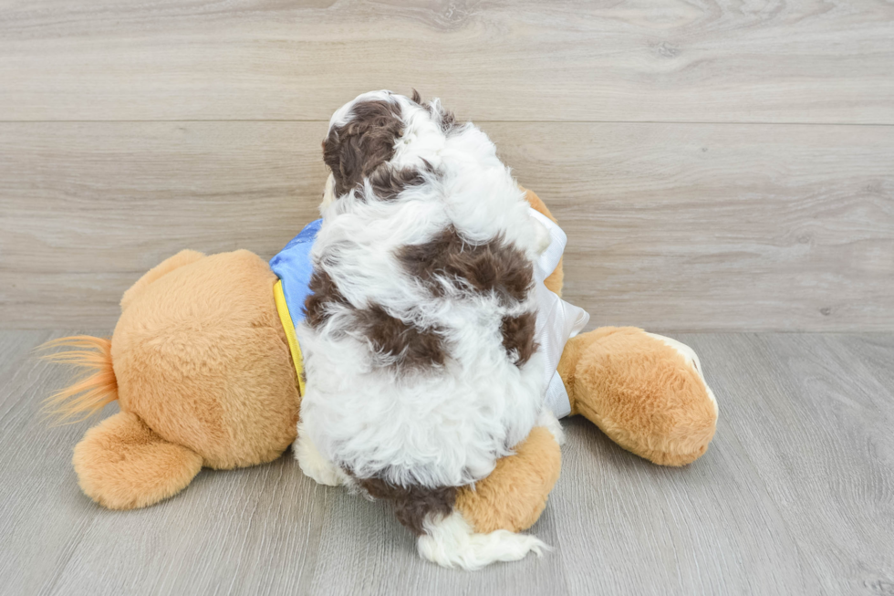 Best Cockapoo Baby