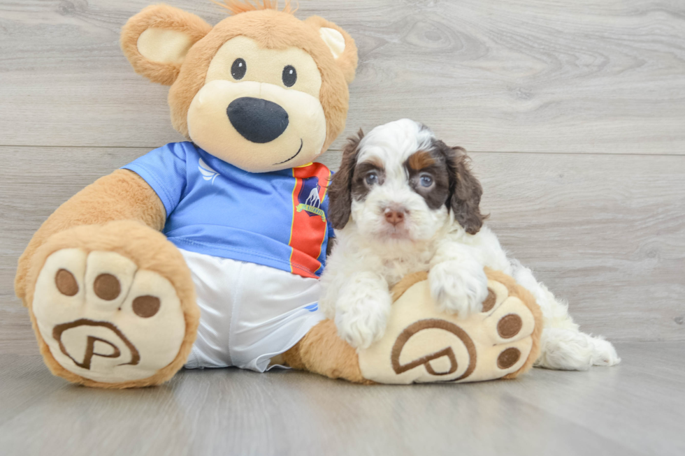 Cockapoo Puppy for Adoption