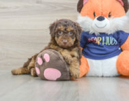 8 week old Cockapoo Puppy For Sale - Windy City Pups