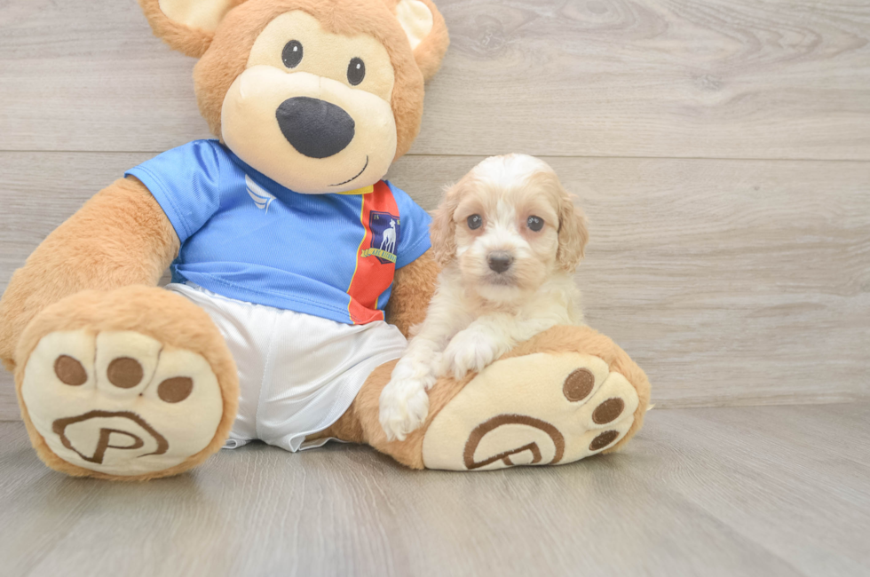 5 week old Cockapoo Puppy For Sale - Windy City Pups