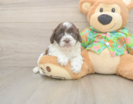 5 week old Cockapoo Puppy For Sale - Windy City Pups