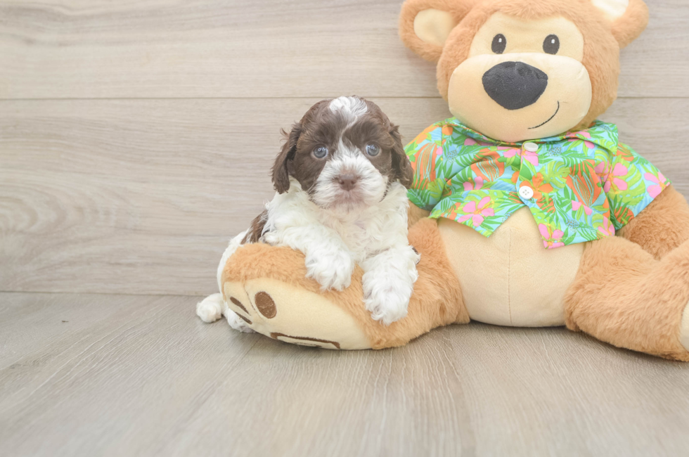 5 week old Cockapoo Puppy For Sale - Windy City Pups